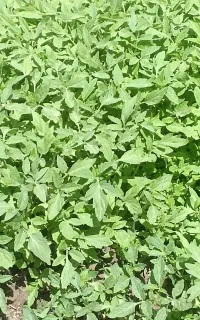 نشا گوجه فرنگی و فلفل سبز ونهال پسته