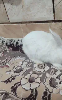 خرگوش
