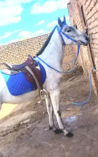 کره اسب مادیان تازه سواری