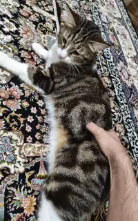 واگذاری گربه