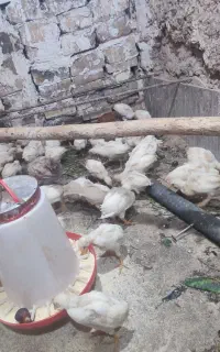 جوجه