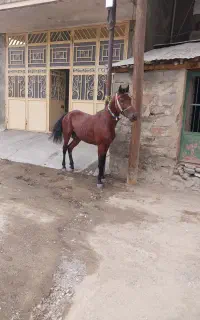 اسب سواری درجه یک