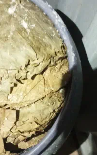 برگ شور ارگانیک عمده وخرده قیمت ۲۰۰هزار تومن