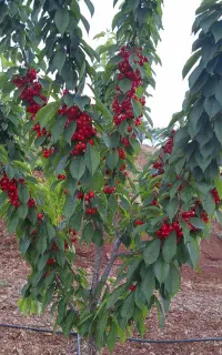 کود گیاهی و ارگانیک بر پایه کود مرغی