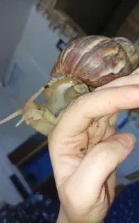 جوجه حلزون آلبینو