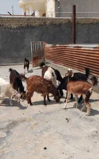 کهره ماده