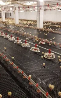 لوازم مرغداری در حد نو