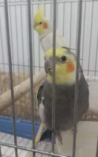 با ثبت نام در میلی پول دربیار