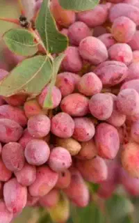 کود ارگانیک17 «رشدانفجاری»