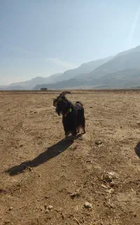 سگ قدرجونی