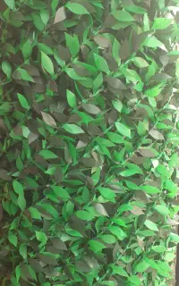 انواع پادری و چمن مصنوعی و فنس چمنی