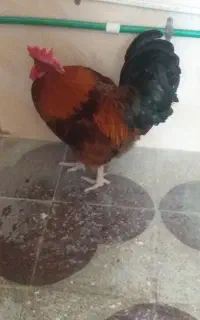 حیوانات مزرعه