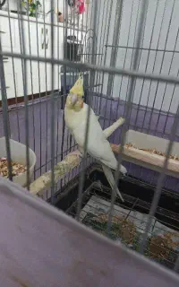 عروس هلندی جفت