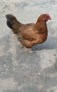 ۳تامرغ باهم