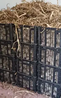 فروش سیر درشت خشک شده درجه یک مغان