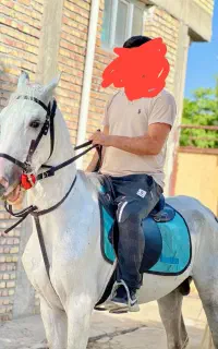 اسب