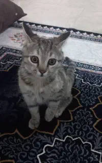 جوجه گربه ای خانگی