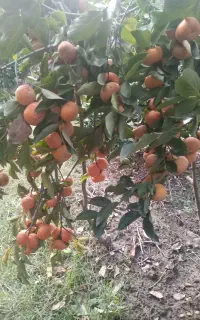 خرمالو درجه یک تارگانیک صادراتی عالی تناژ بالا