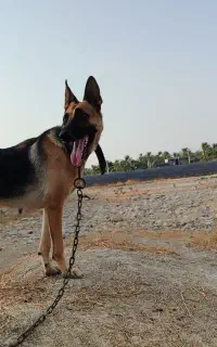 سگ ژرمن