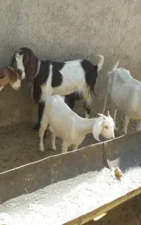 بز سانن با بزغاله