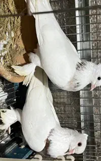 کبوتر طوقی سرور .کاکل پاپر