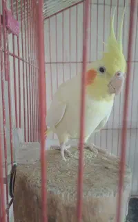 عروس هلندی نر زیبا و بالغ