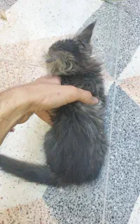 گربه