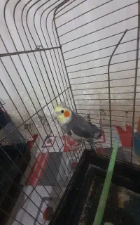 عروس هلندی نر خاکستری