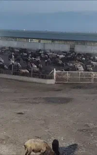 کارگر دامداری