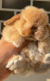 خرگوش لوپ ترکیش اصیل