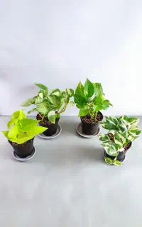 گل آپارتمانی باکیفیت و پک‌های اقتصادی