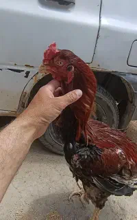 جوجه لاری پانزده روزه