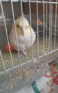سلام عروس هلندی گلباقی