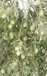 زیتون سبز