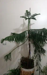 کاج مطبق