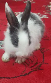 بچه خرگوش