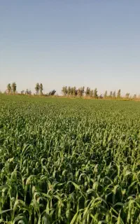 گندم بذری مادری مهرگان طلای زرد