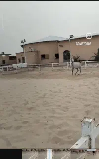 شوش