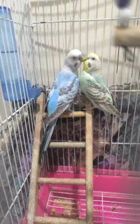 مرغ عشق مولد روی تخم جوجه
