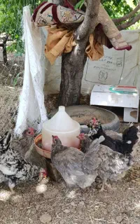 تخم نطفه دار گلین طوسی و پنگوئنی