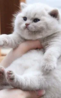 گربه های چاقالو