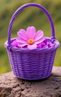 بذر یونجه