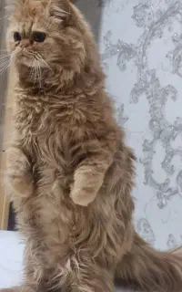 پرشین ماده ۳ ساله عقیم نشده