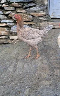 باروکهی لاری