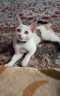 گربه