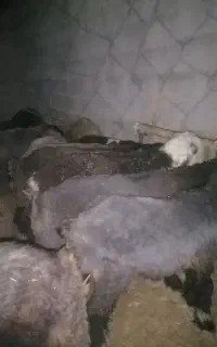 ۱۶ راس بره پایه پروار