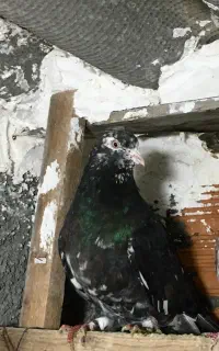 کبوتر پرشی بعد از ظهری