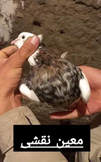 طوقی