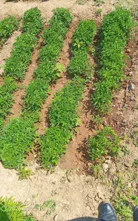 نشاع گوجه فرنگی