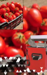 آبگیری گوجه با دستگاه خدمات آبگیری گوجه و مرکبات